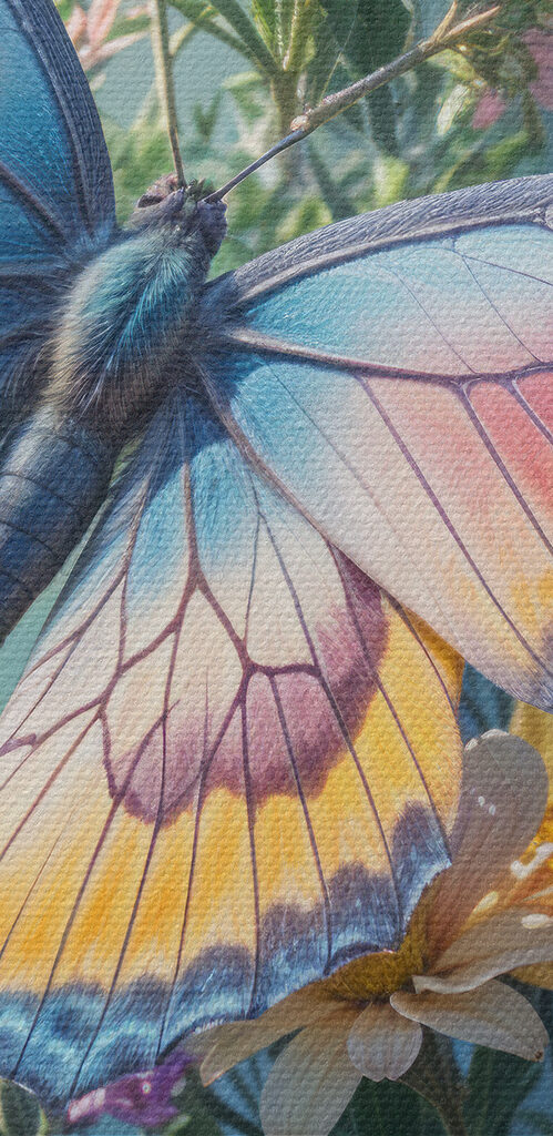 Butterfly on a flower