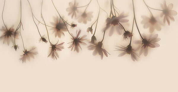 Groep bloemen op witte achtergrond Groep bloemen op witte achtergrond