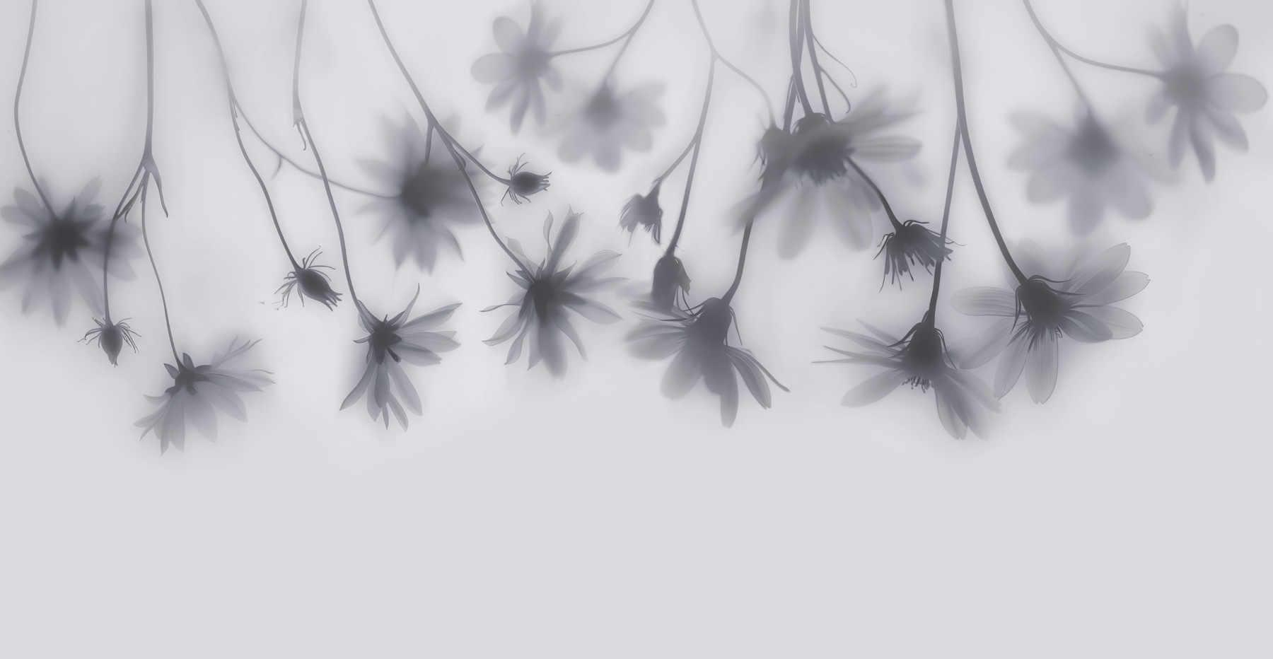 Group of flowers on a white background