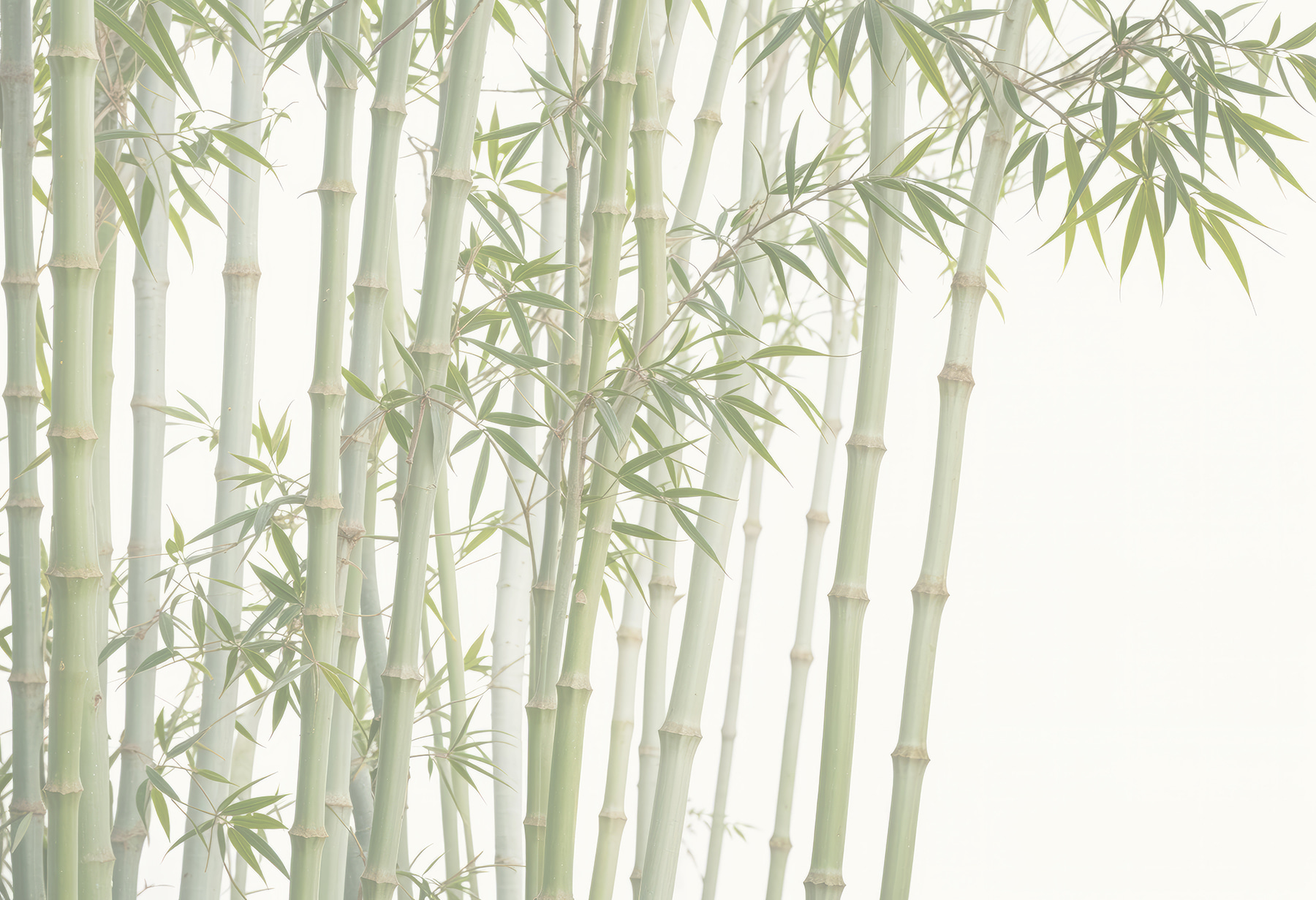 Group of bamboo stems Group of bamboo stems