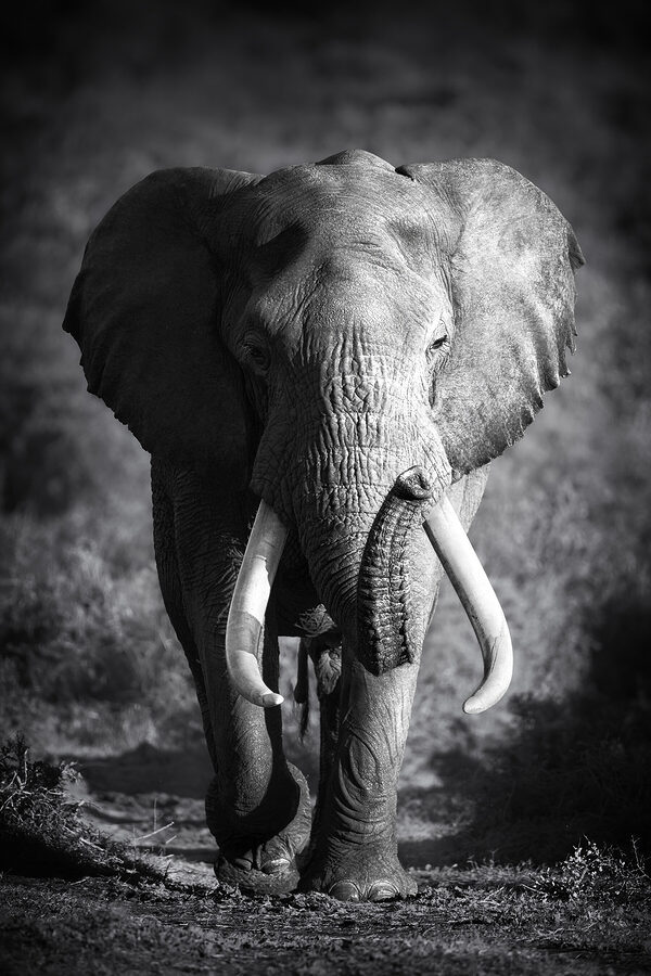 Een wandelende olifant met slagtanden Een wandelende olifant met slagtanden