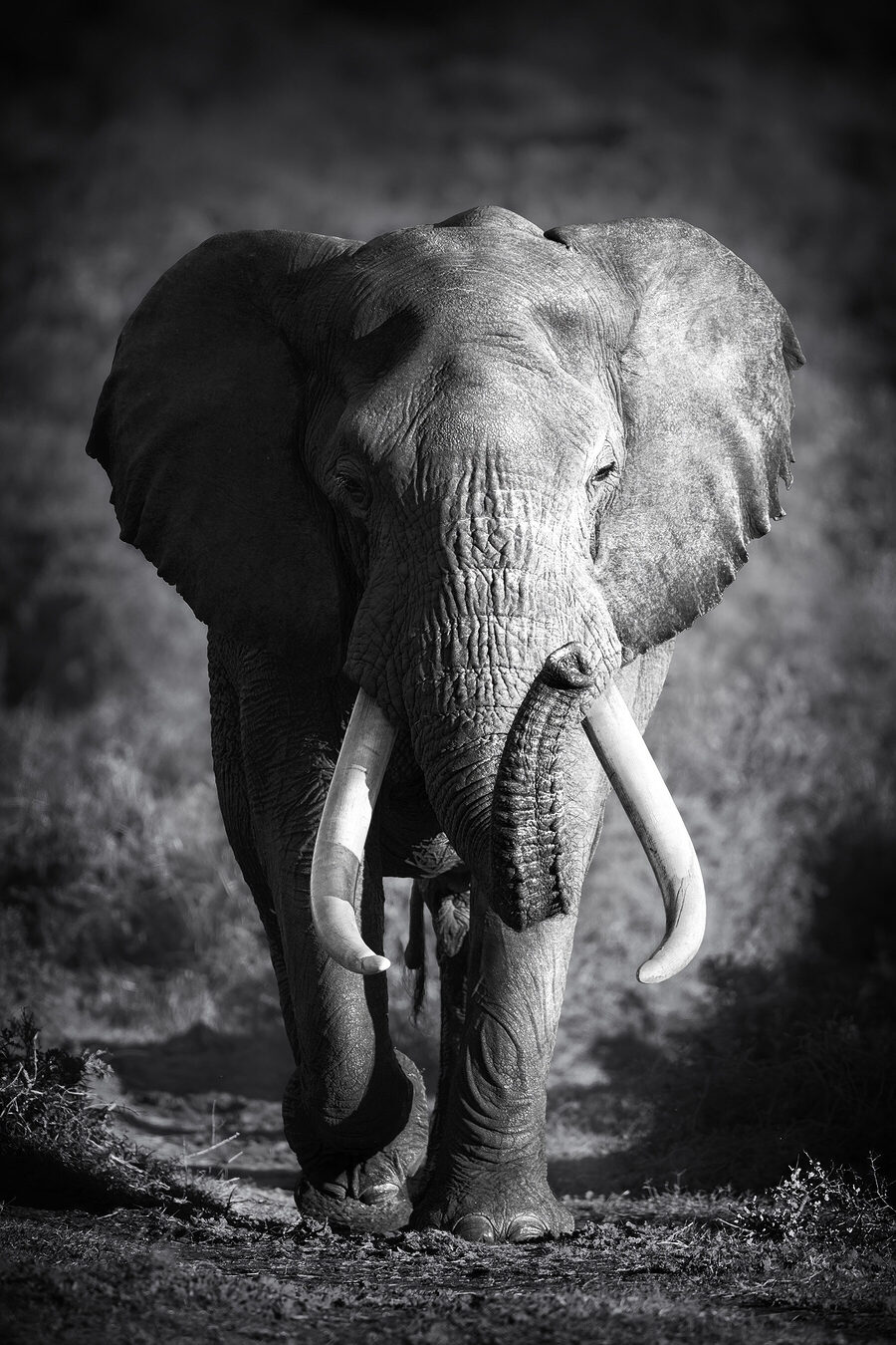 Een wandelende olifant met slagtanden