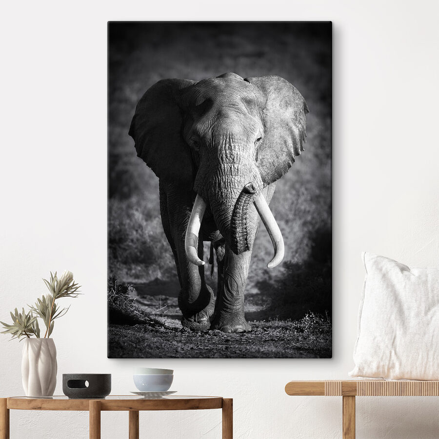 Een wandelende olifant met slagtanden