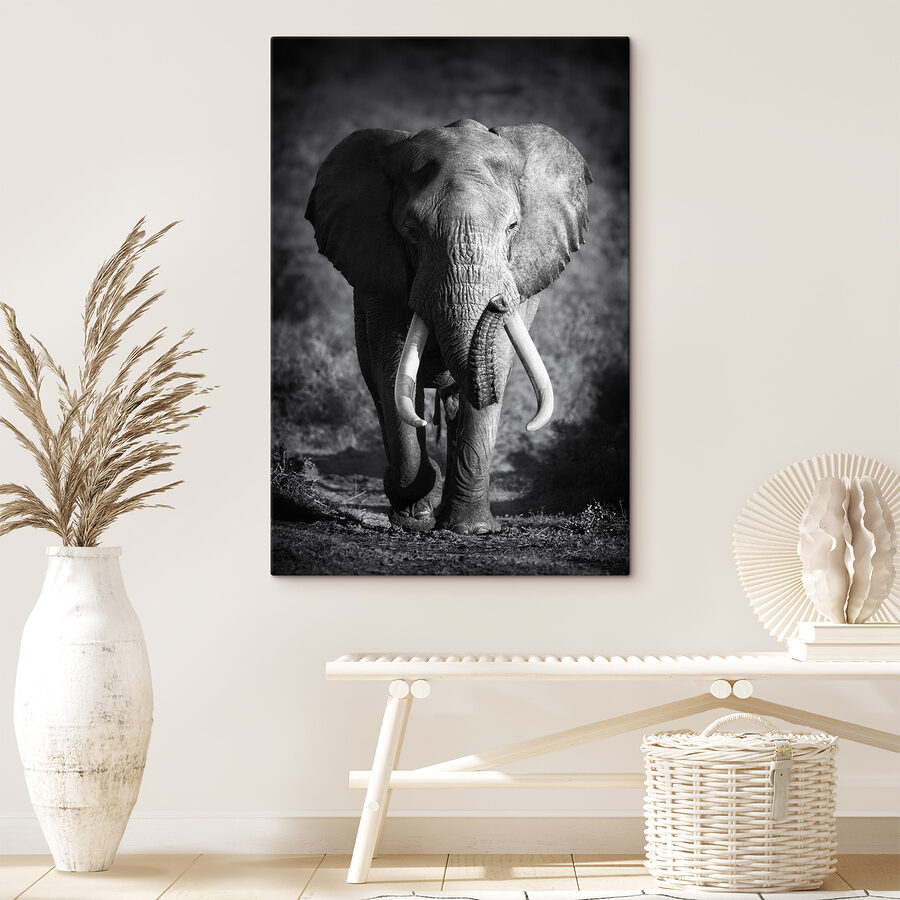 Een wandelende olifant met slagtanden
