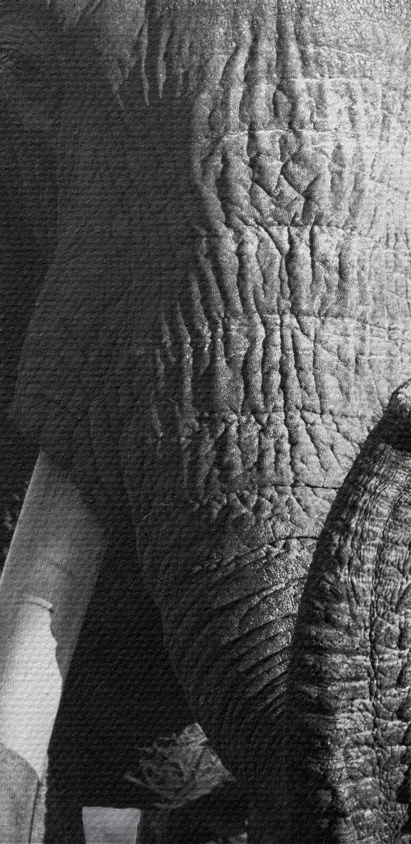 Een wandelende olifant met slagtanden Een wandelende olifant met slagtanden