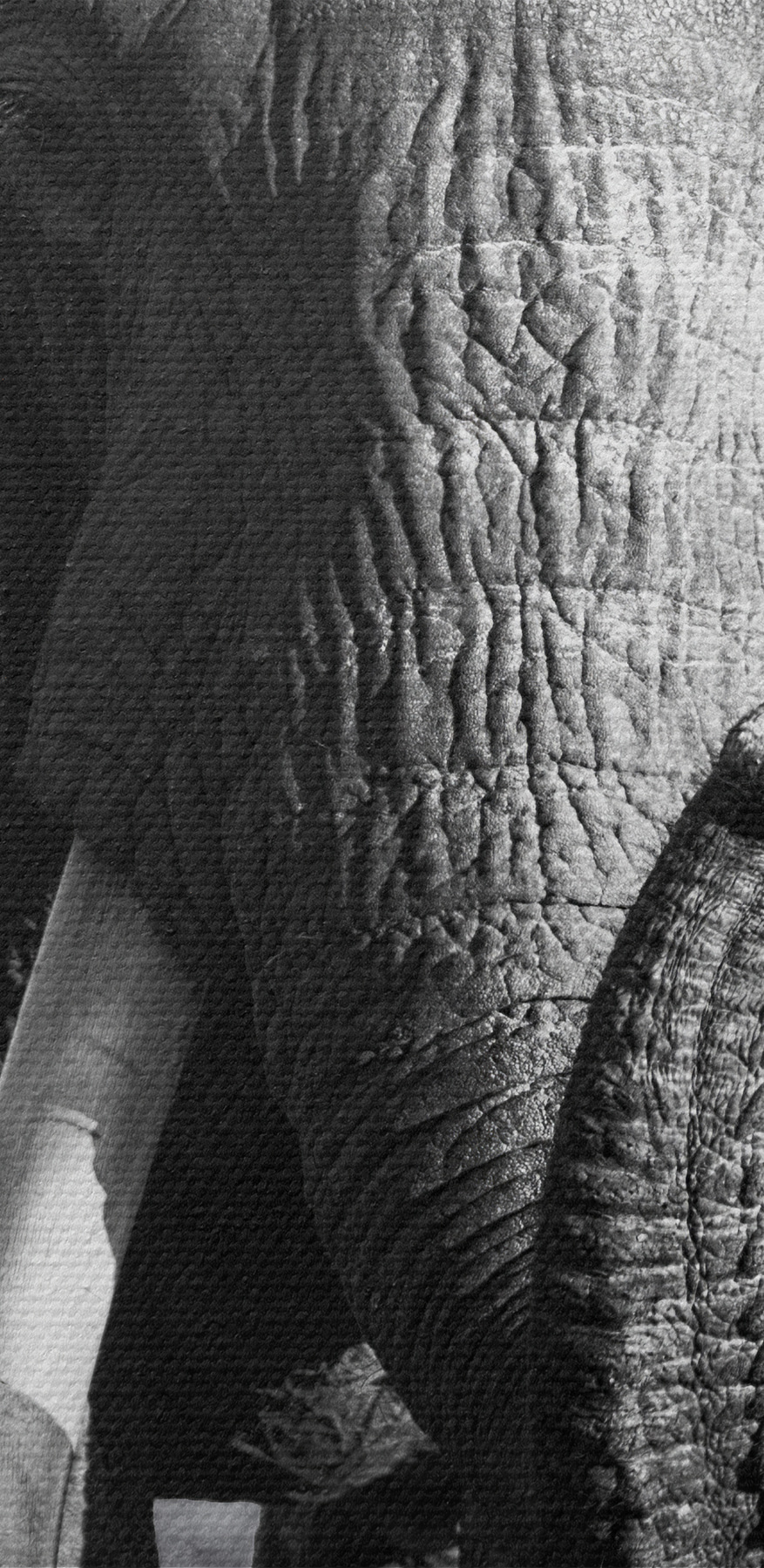 Een wandelende olifant met slagtanden