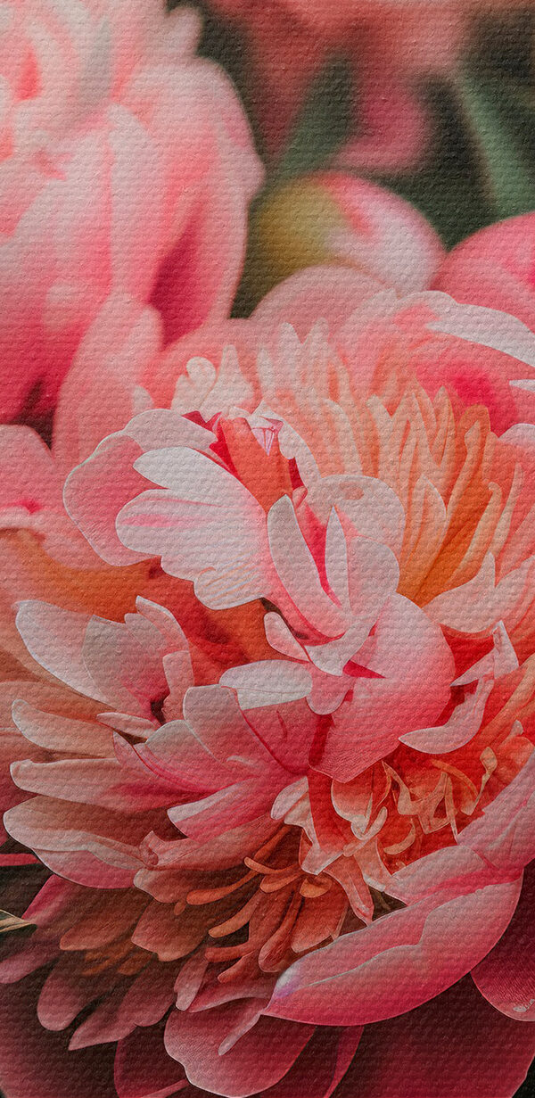 Groep roze bloemen Groep roze bloemen