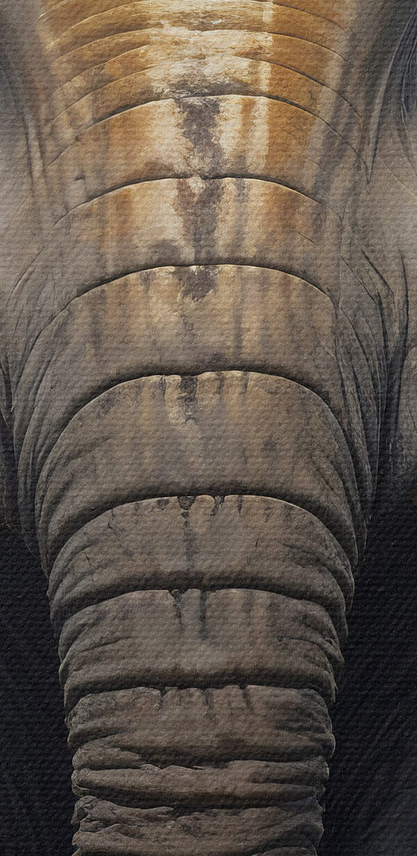 Een olifant met grote oren Een olifant met grote oren