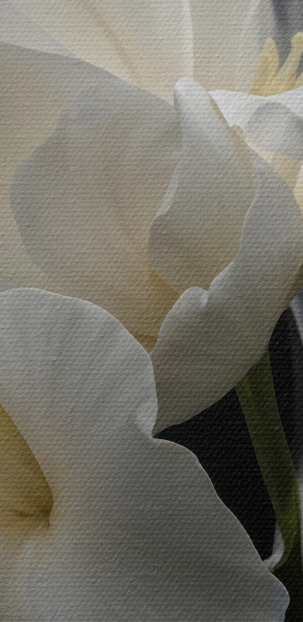 Close-up van een bloem Close-up van een bloem