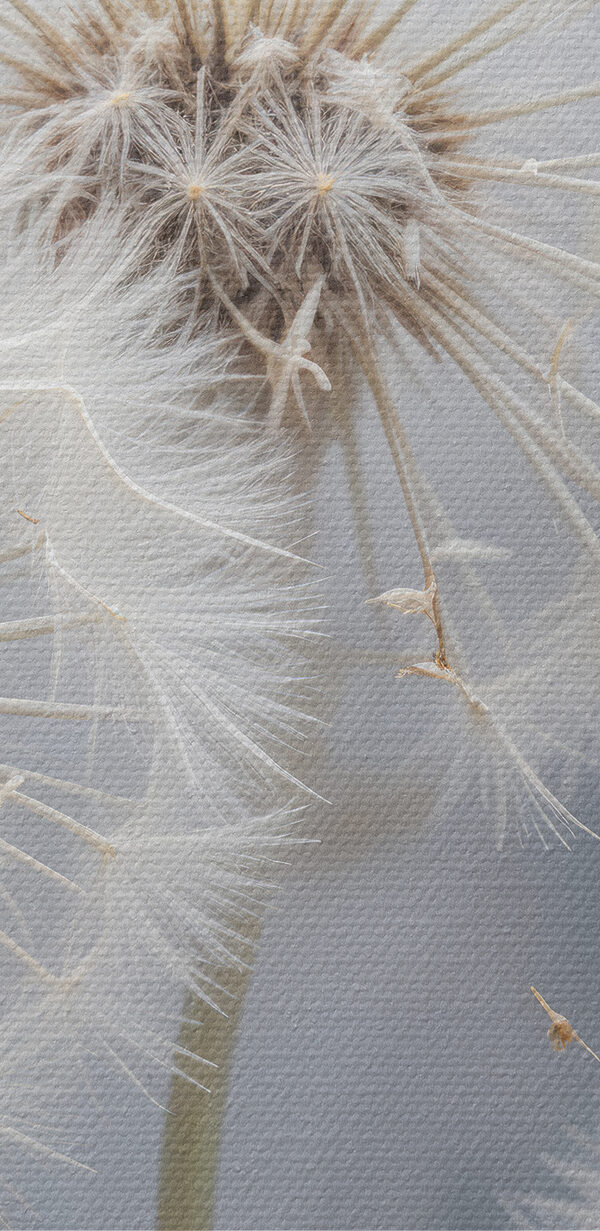 Groep paardenbloemen met vliegende zaden Groep paardenbloemen met vliegende zaden