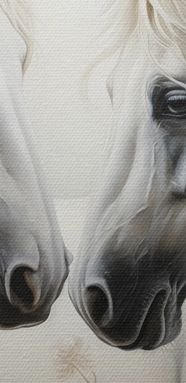 Twee witte paarden met lange manen Twee witte paarden met lange manen