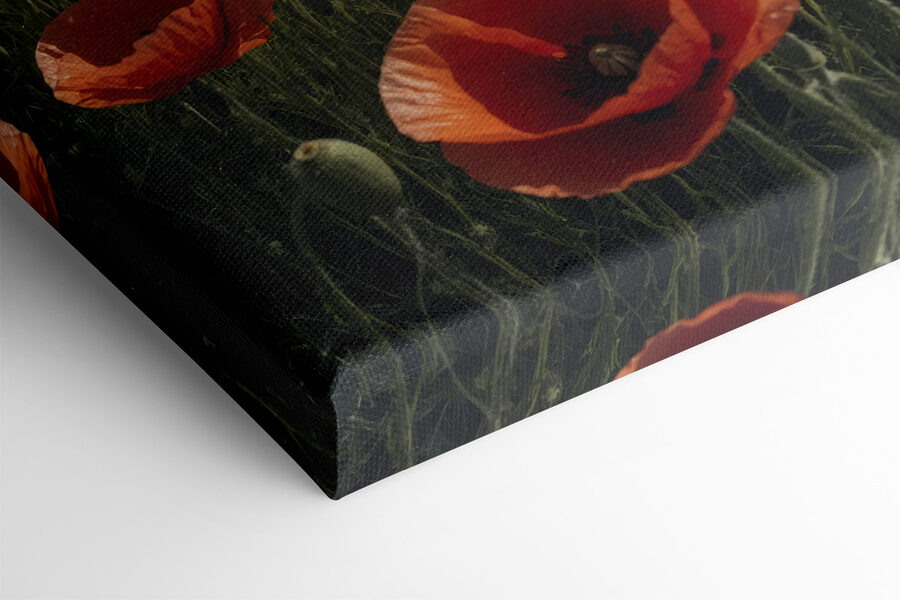 Veld met rode bloemen met een berg op de achtergrond