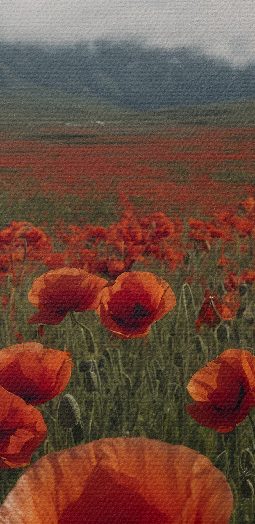 Veld met rode bloemen met een berg op de achtergrond