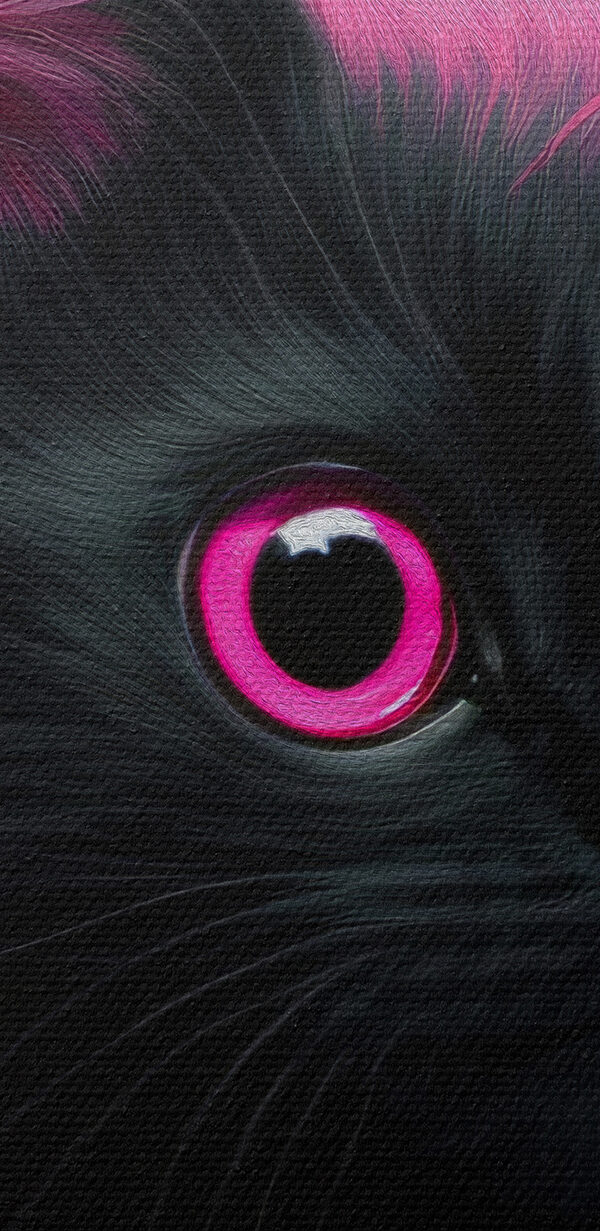 Zwarte kat met roze haar Zwarte kat met roze haar