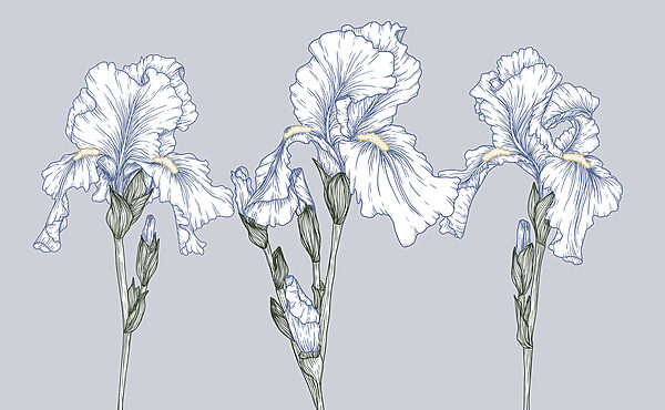 Groep witte bloemen Groep witte bloemen