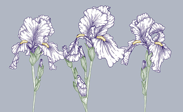 Groep witte bloemen Groep witte bloemen