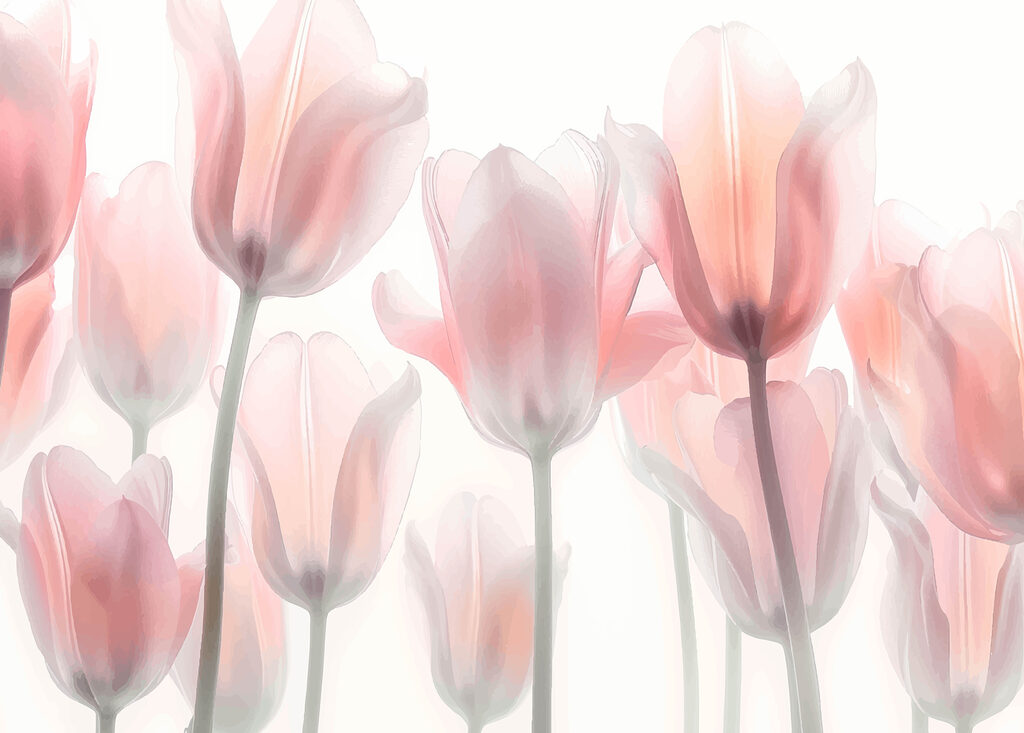 Groep roze bloemen Groep roze bloemen