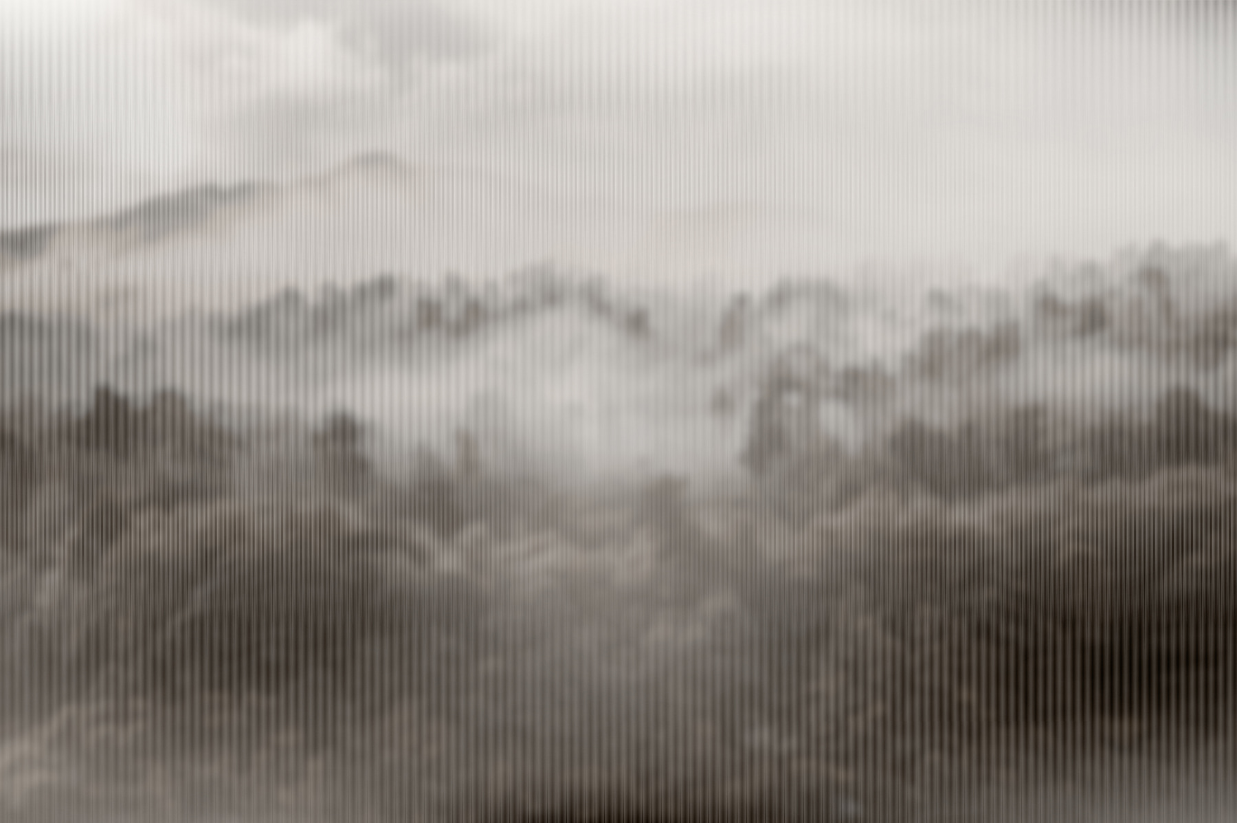 Foggy forest with trees