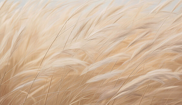 Close-up van een grasveld Close-up van een grasveld