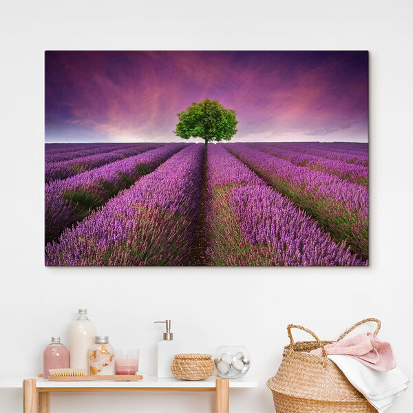 Boom in een lavendelveld Boom in een lavendelveld