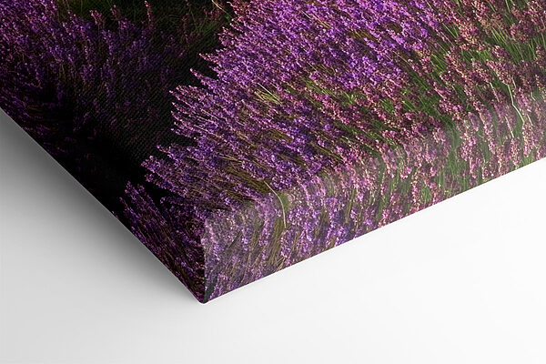 Boom in een lavendelveld Boom in een lavendelveld