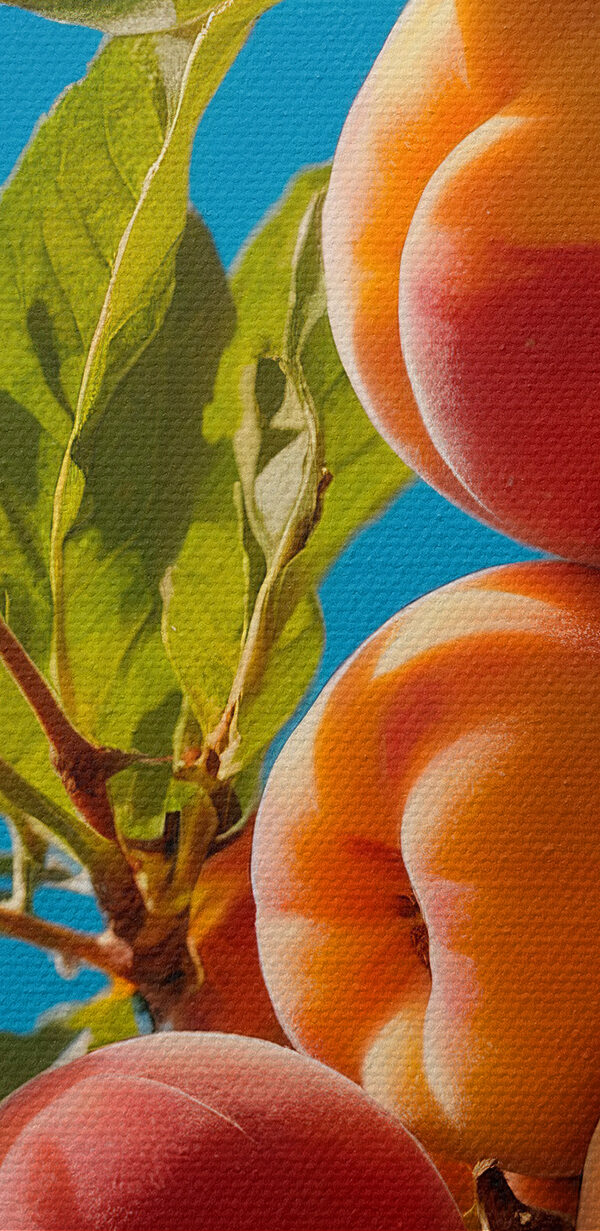 Groep perziken op een boom Groep perziken op een boom