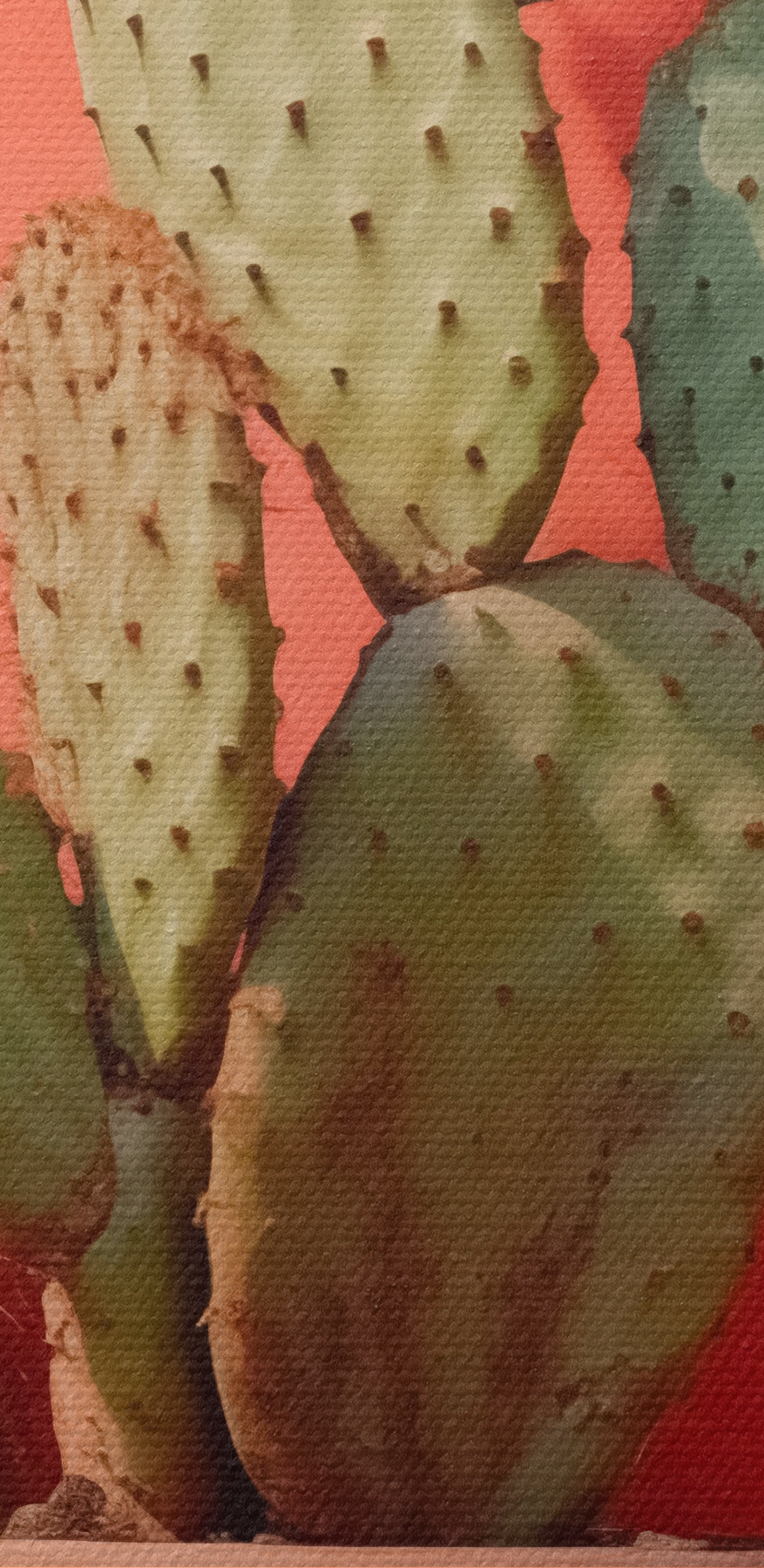 Cactus in een pot tegen een muur