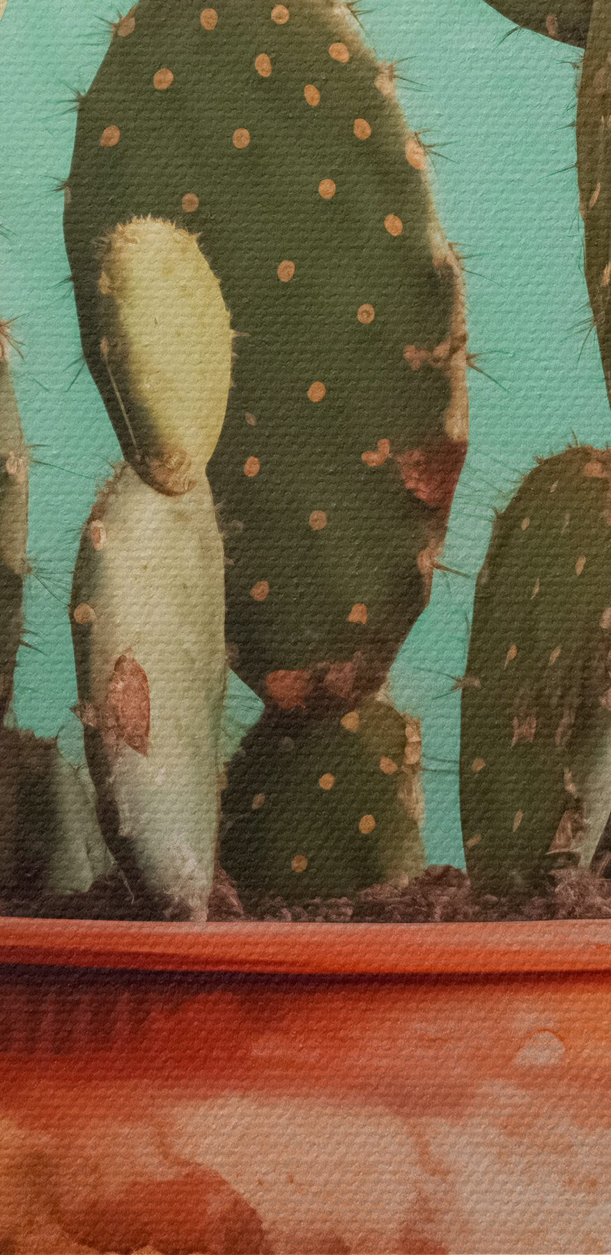 Cactus in een pot