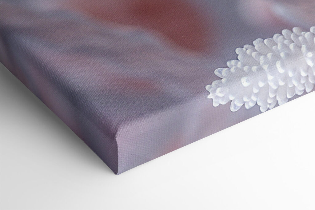 Close up of a flower