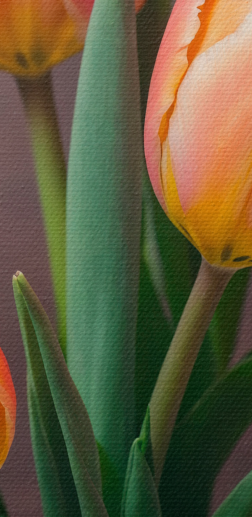 Groep roze en gele tulpen