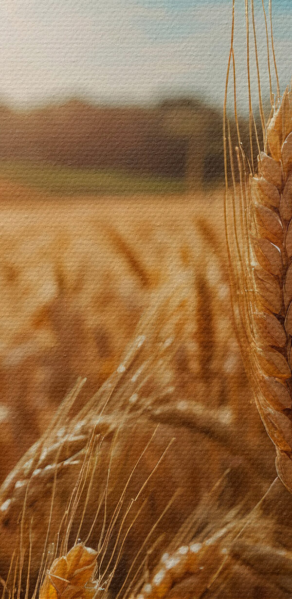 Tarweveld met de zon op de achtergrond Tarweveld met de zon op de achtergrond