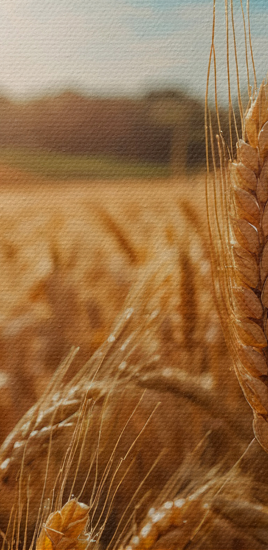 Tarweveld met de zon op de achtergrond