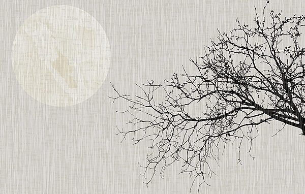 Tree with no leaves
