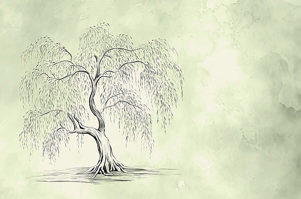 Tekening van een boom Tekening van een boom