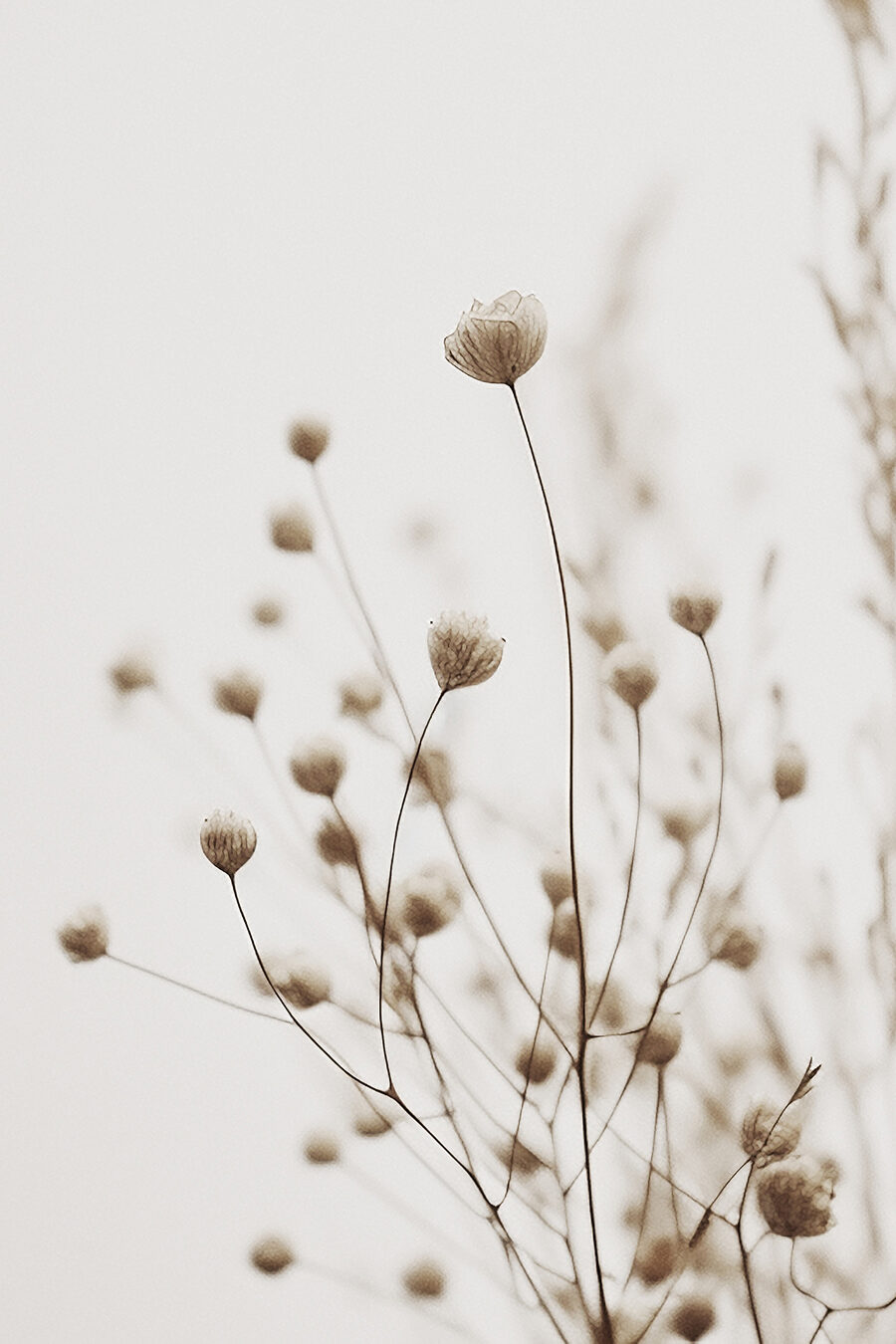Close-up van bloemen