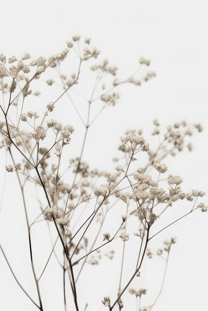 Delicate dried flowers against white backdrop