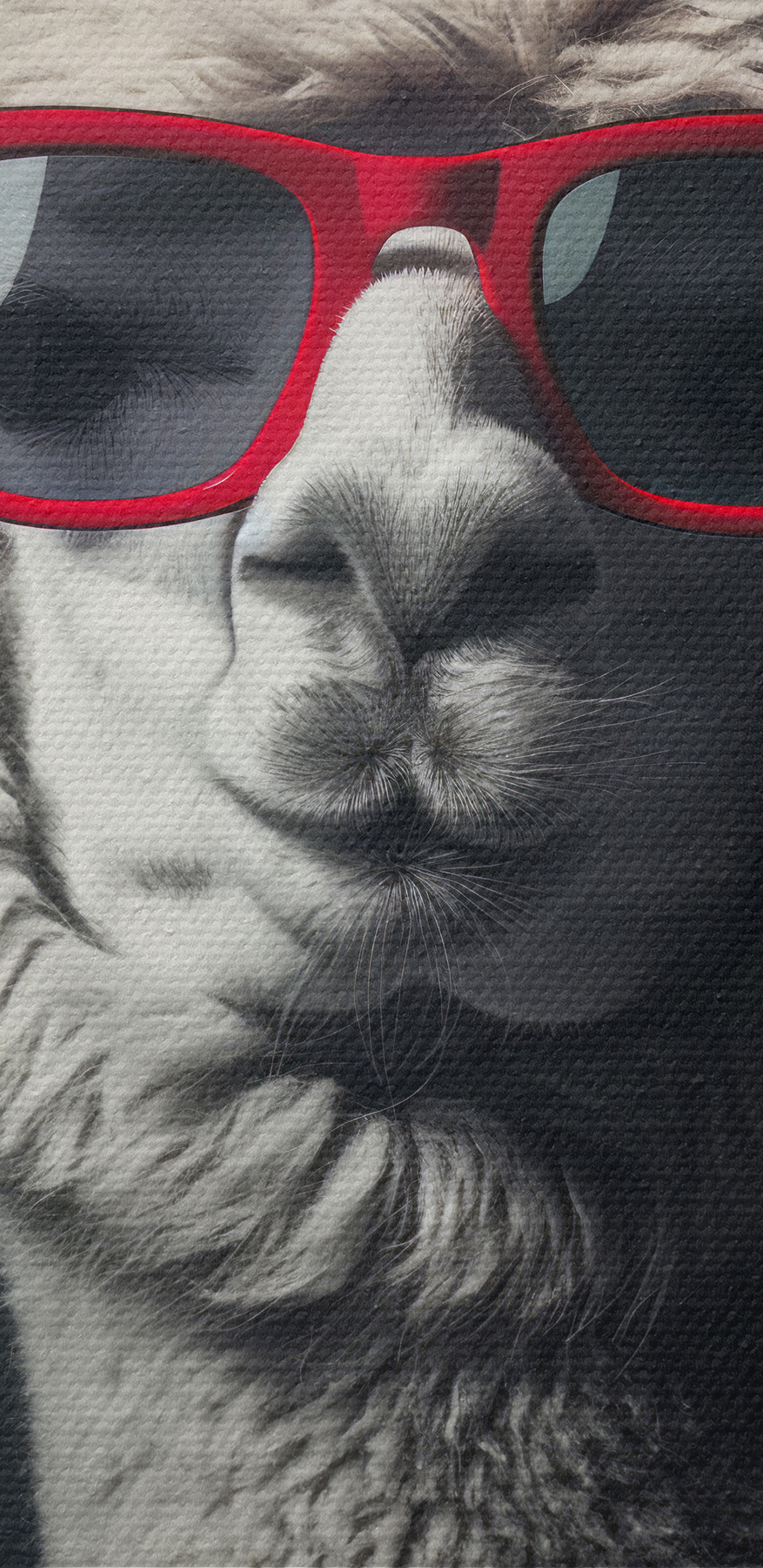 Lama met rode zonnebril