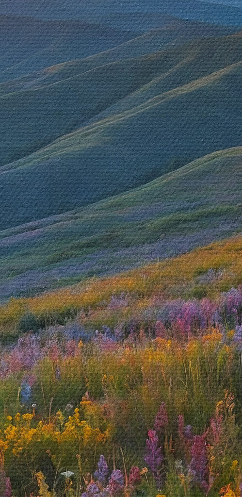 Field of flowers on a mountain