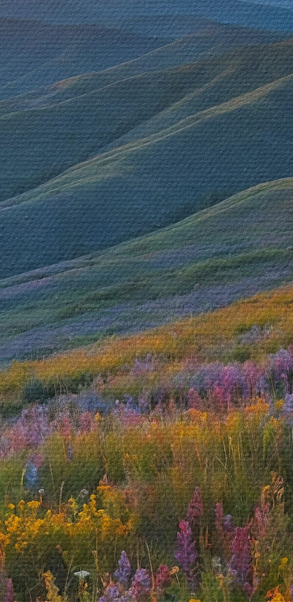 Bloemenveld op een berg Bloemenveld op een berg