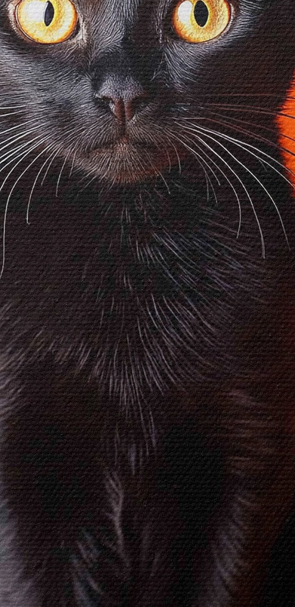 Zwarte kat zittend naast twee pompoenen Zwarte kat zittend naast twee pompoenen