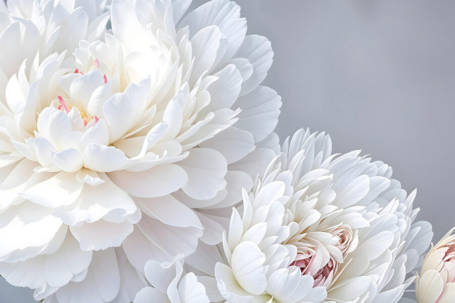 Close-up van witte bloemen
