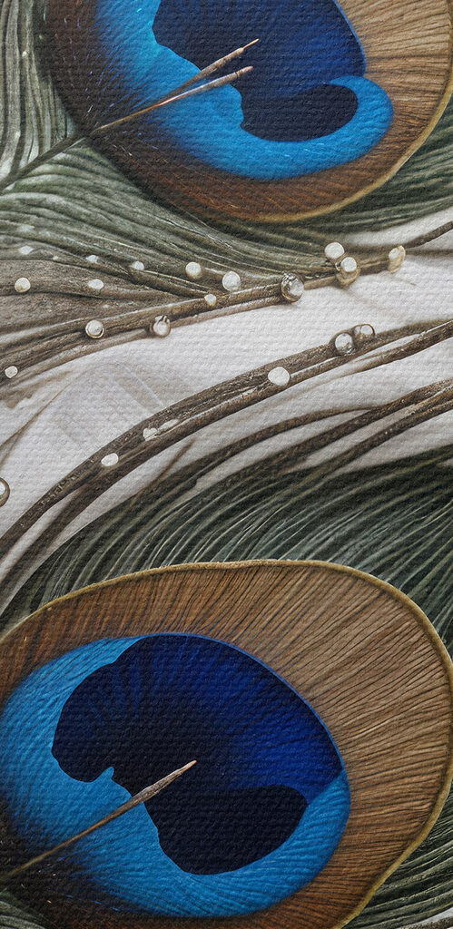 Close up of a peacock feather