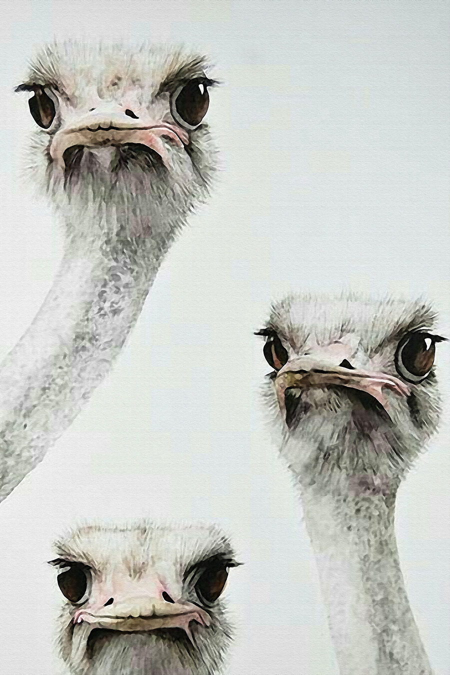 Groep struisvogels met hun hoofd omhoog