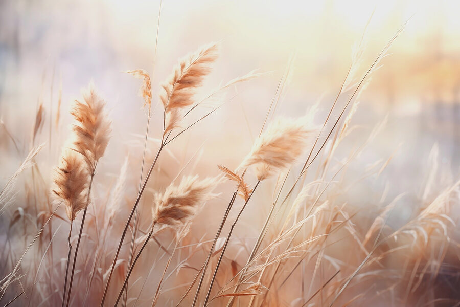 Close-up van een plant