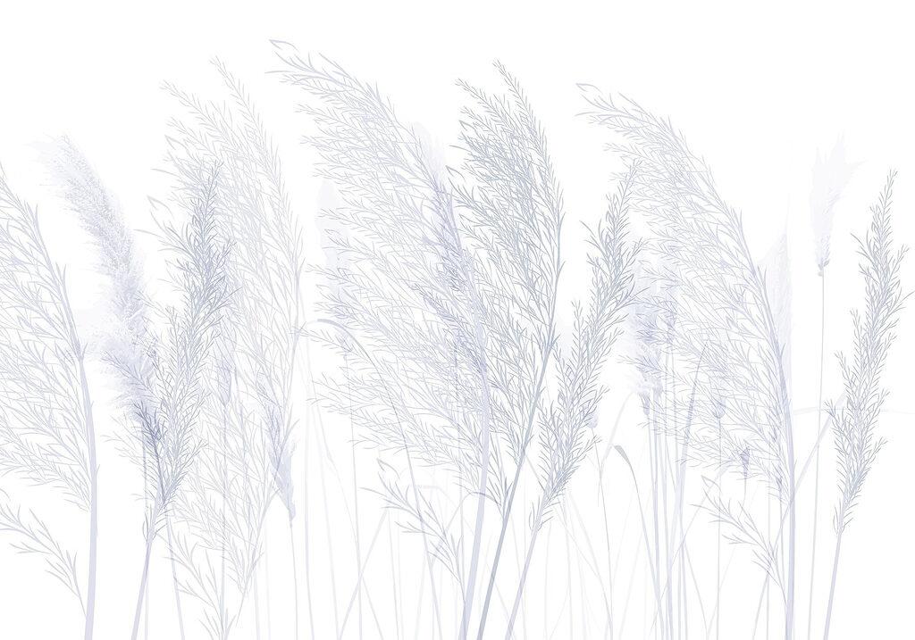 Groep gras met witte achtergrond Groep gras met witte achtergrond