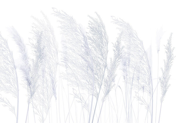 Groep gras met witte achtergrond Groep gras met witte achtergrond