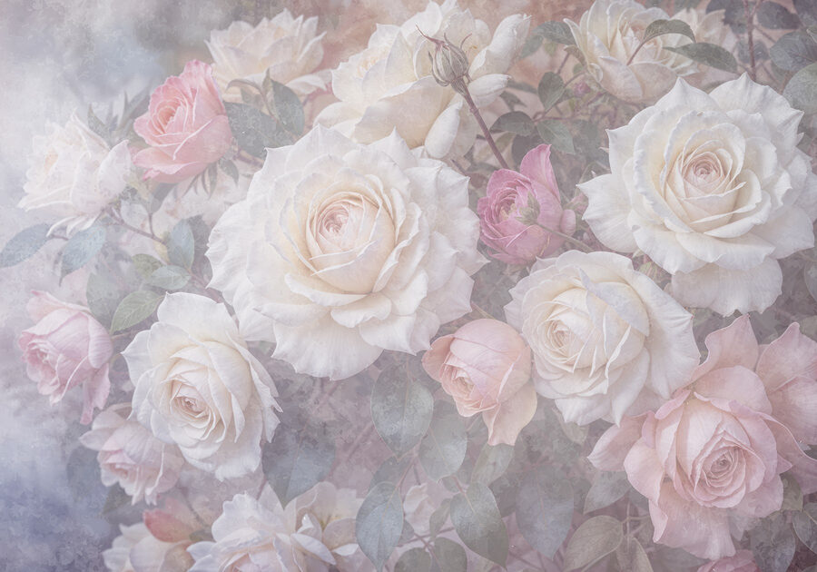 Groep witte en roze rozen