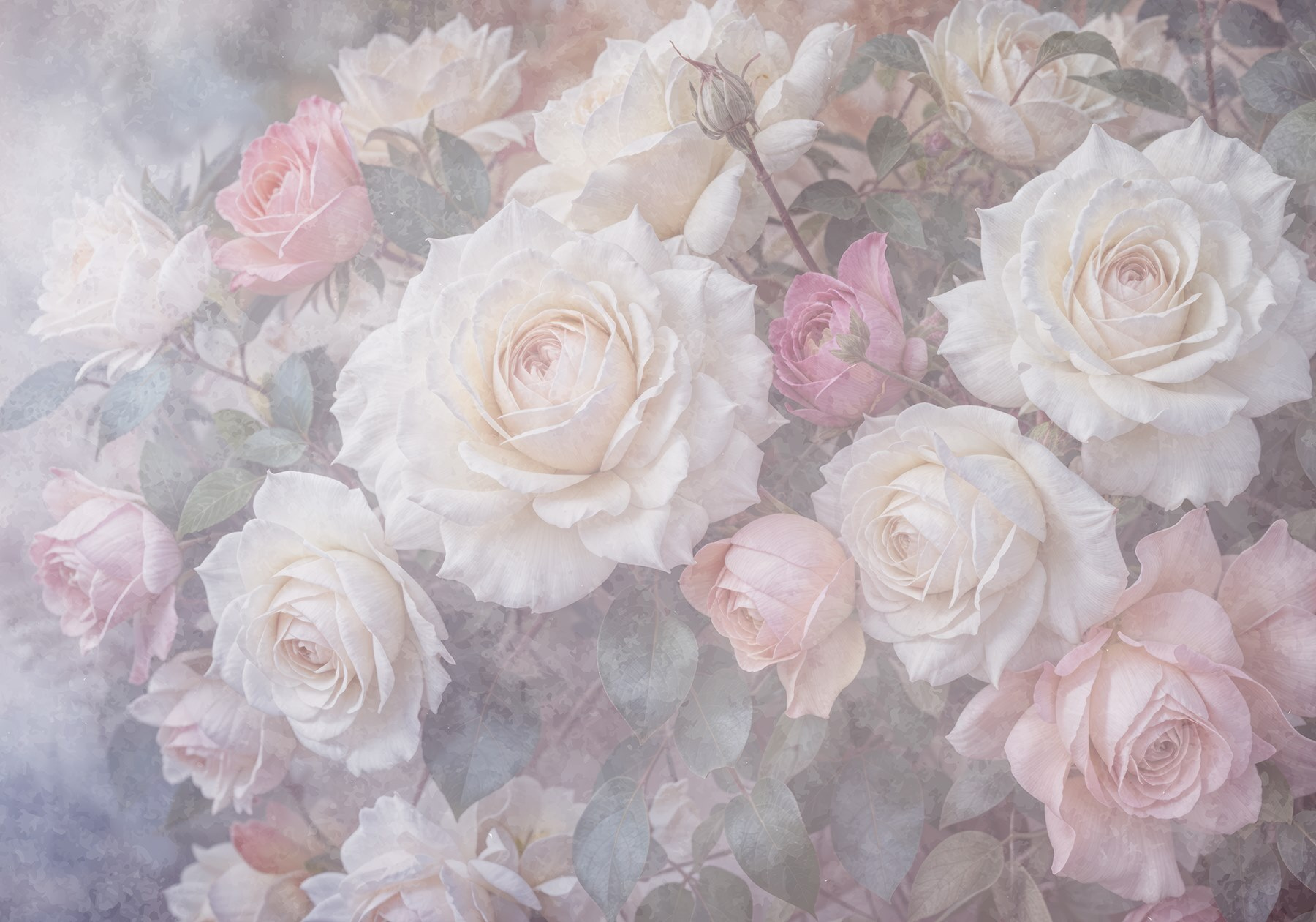 Group of white and pink roses Group of white and pink roses