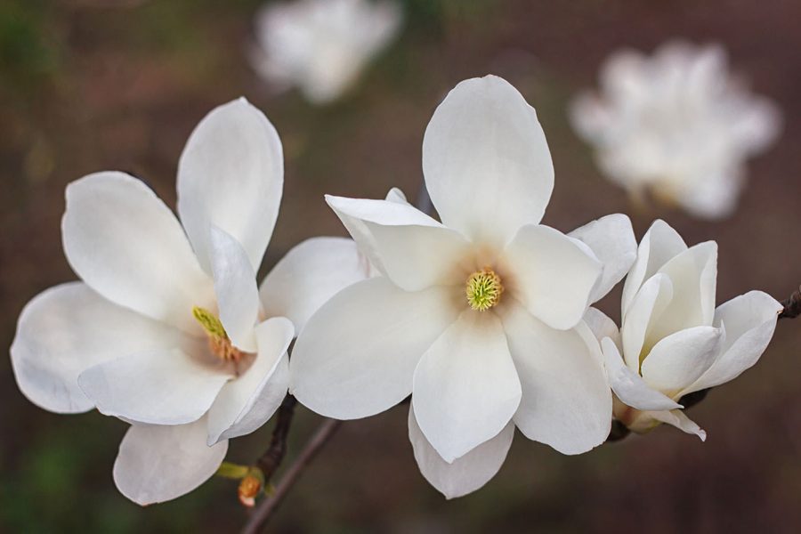 Groep witte bloemen