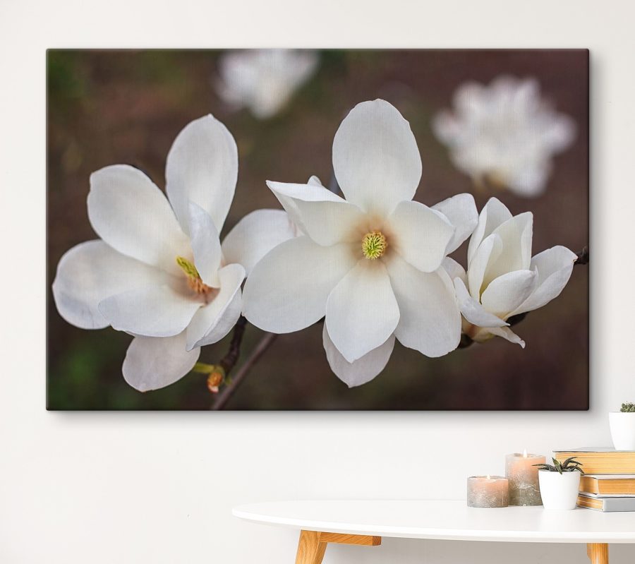 Groep witte bloemen